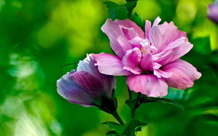 木槿花 