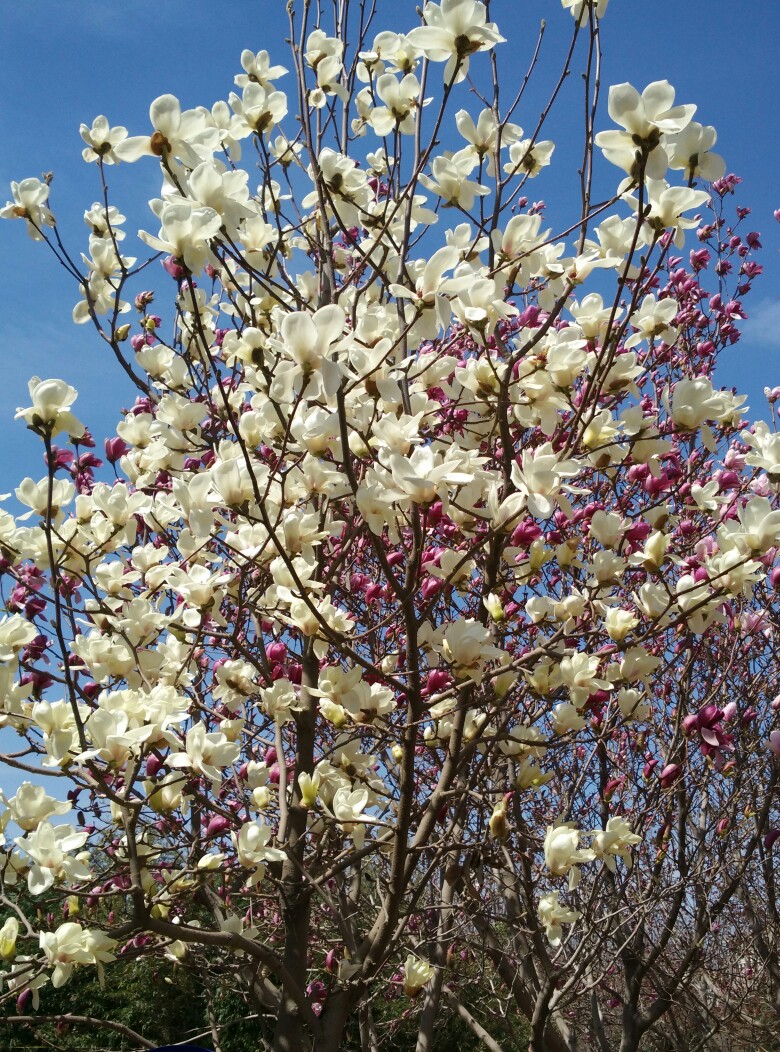 玉兰花开