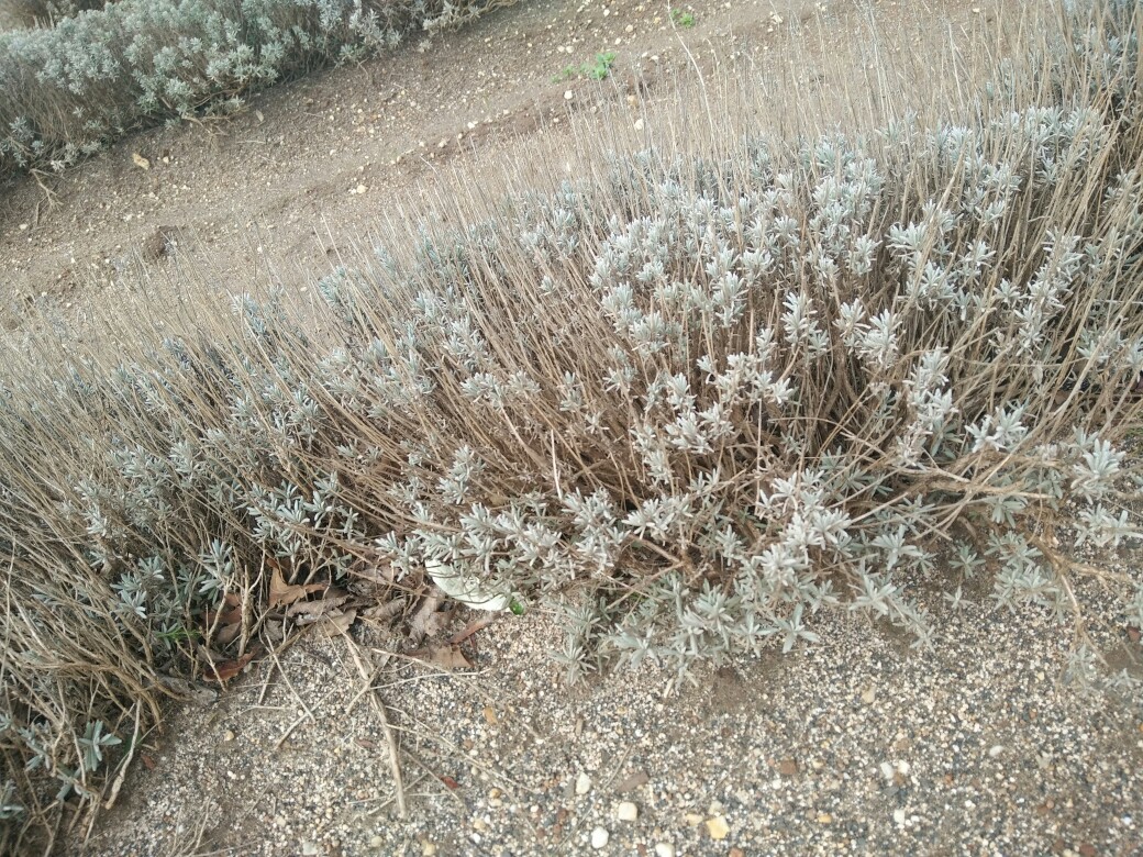 *塔斯马尼亚*薰衣草(近距离拍的薰衣草,因为在澳大利亚是冬天所以没有