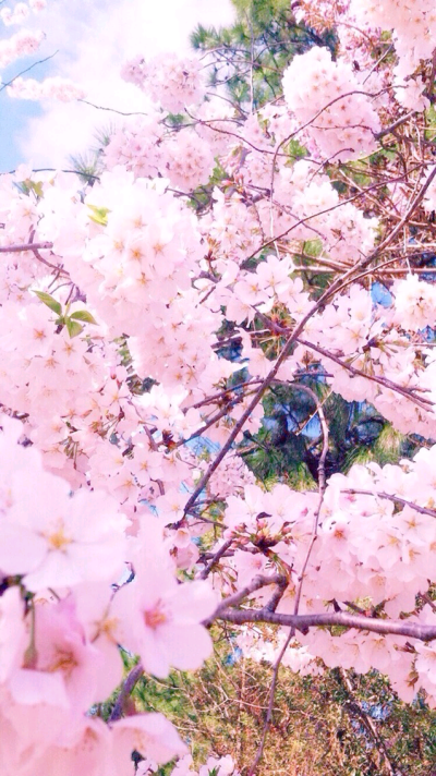 chanel 日韩手机屏幕壁纸不定时更新喜欢点赞「植物」难道是樱花?