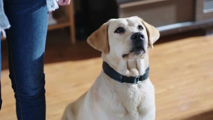 警花与警犬 电视剧 截图