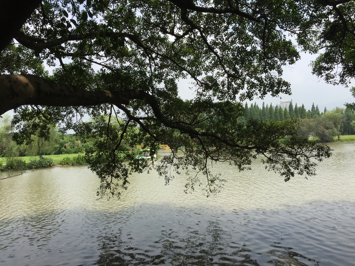 水边树 