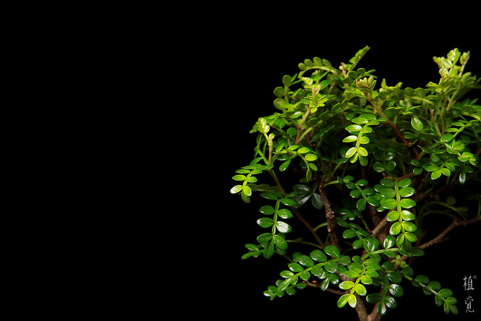 植觉〔土〕苔藓小盆栽微景观盆景办公室绿植文竹桌植物香草清香木