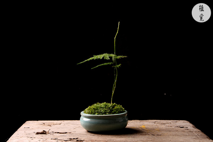 植觉〔土〕苔藓植物小品微景观绿植盆栽小盆景成品微景观〔茶景〕