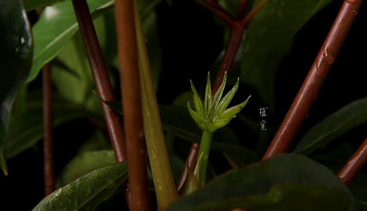 植觉〔火〕日本大叶伞宝罗多年生室内植物办公室绿植物盆栽小苗