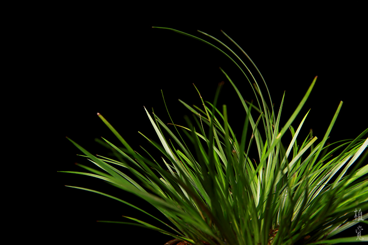 植觉〔火〕虎须菖蒲草盆景苔藓茶空间办公室雅玩小绿植物〔梵语