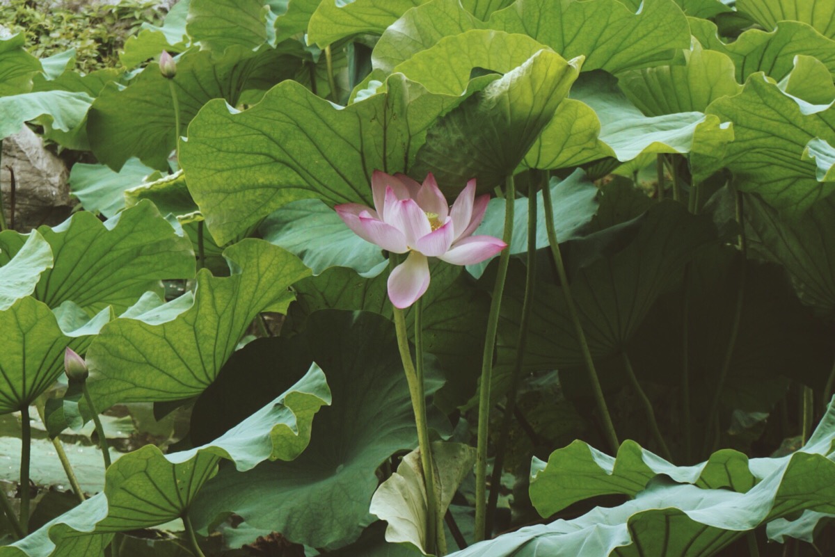 【芙蕖集】摄于大明湖.谁于水面张青盖,罩却红妆唱采莲.