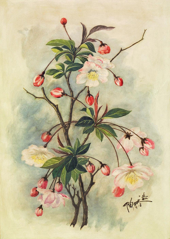陶冷月--海棠花malus spectabilis (ait.) borkh.乔木,高可达8米.