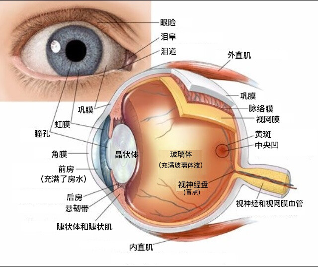 眼球的基本结构