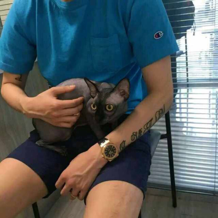 头像/男生/猫咪/纹身