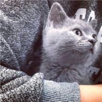 据说猫是女生最大的情敌