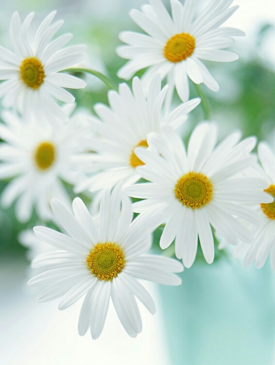 唯美 花朵 冰清玉洁 森九 仙子 清纯 花海 花束 森系 简约 壁纸 屏保