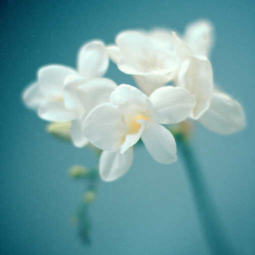 含霜履雪 洁白 唯美 花朵 冰清玉洁 森九 仙子 清纯 花海 花束 森系