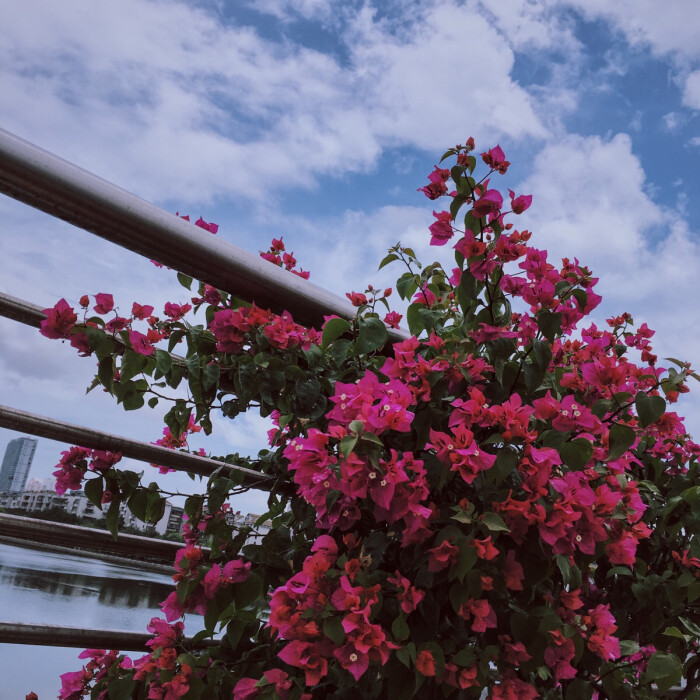 厦门白鹭洲 市花之美