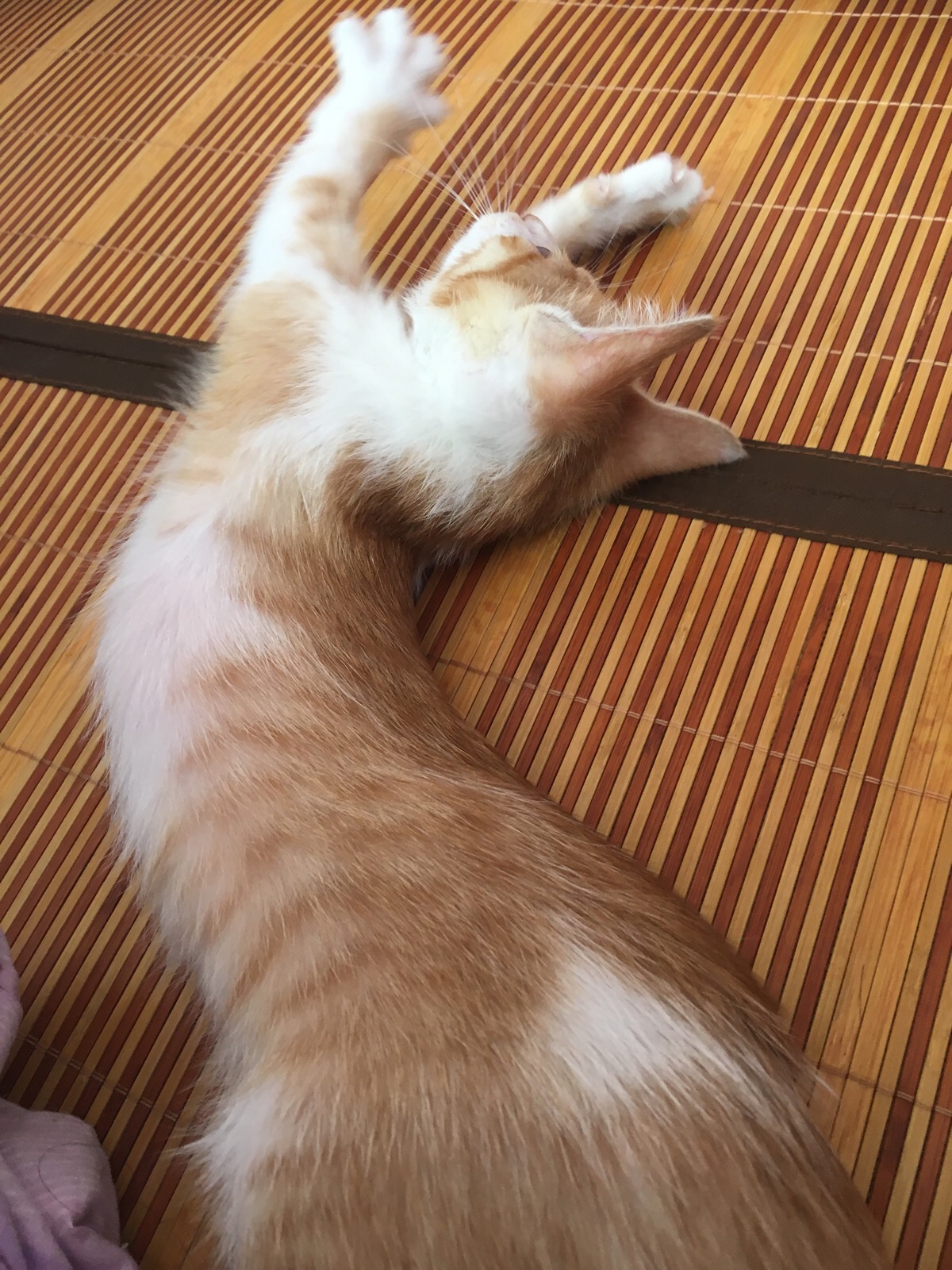 伸个懒腰,喵