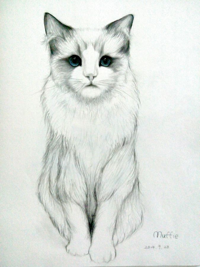 手绘素描猫咪