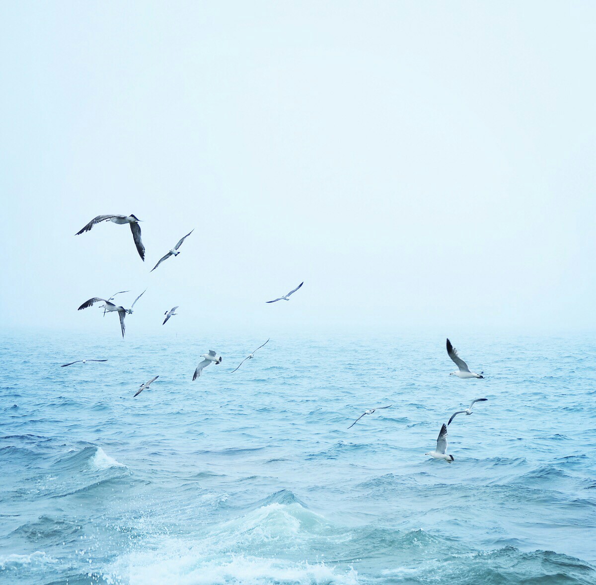 海鸥与海清新风景壁纸