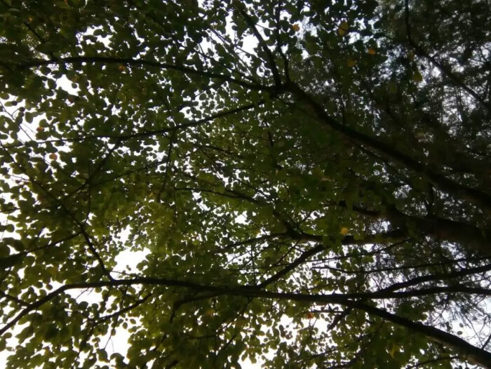 草在结它的种子,风在摇它的叶子,我们站着…-堆