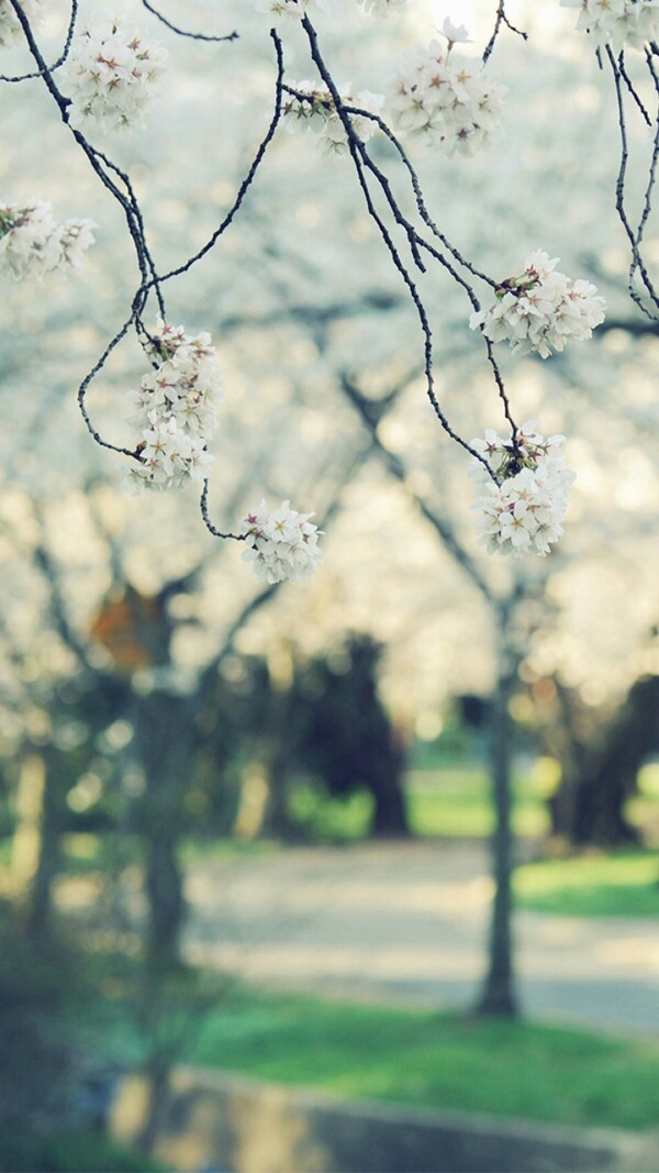 羊驼驼的高冷壁纸#手机壁纸#聊天背景#静物