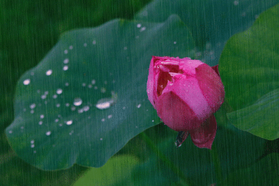 莲花鲤鱼