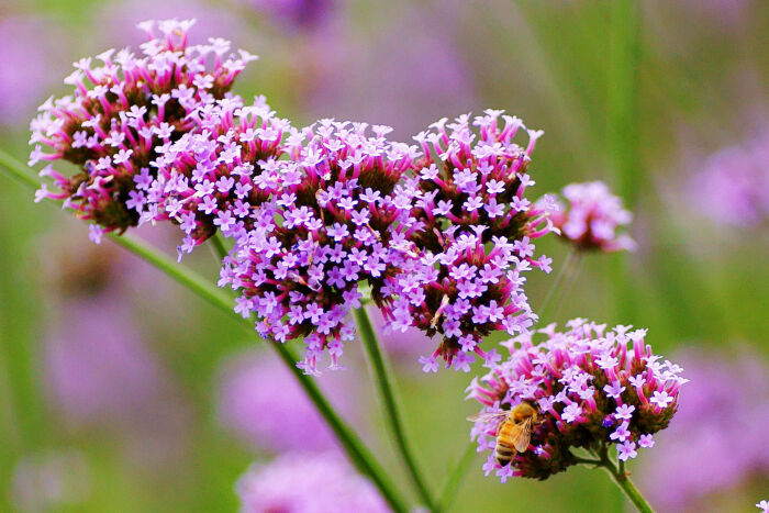 马鞭草(verbena officinalis)为马鞭草科马鞭草属植物.