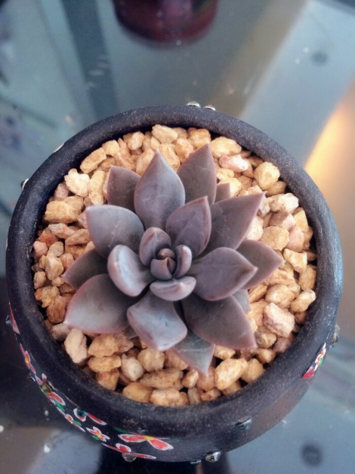 吴勾 暗黑系多肉 喜欢这个名字