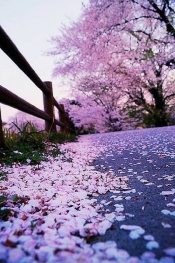 樱花雨,我要独自漫步