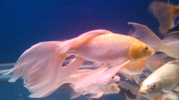 白金锦鲤鱼体呈银白色.