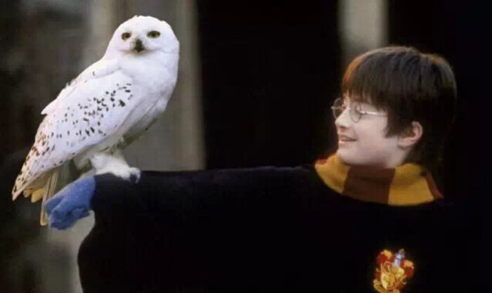 海德薇是哈利入学前海格送给他的一只猫头鹰,也是一只漂亮的雪700