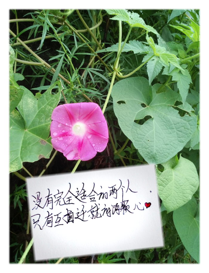 "没有完全适合的两个人只有互相迁就的两颗心"