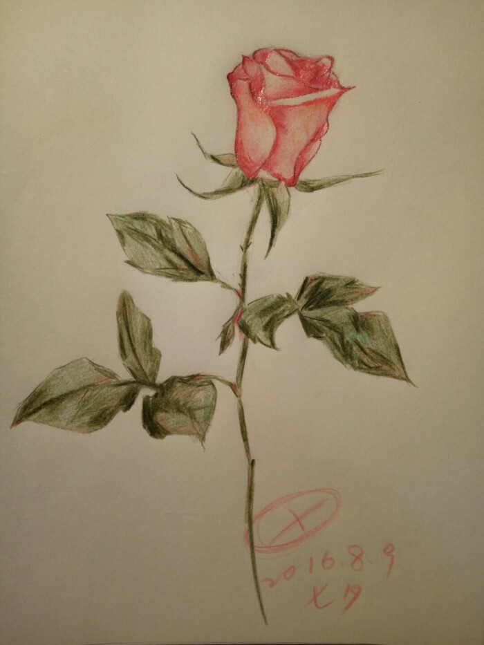 七夕-永远不凋谢的玫瑰.
