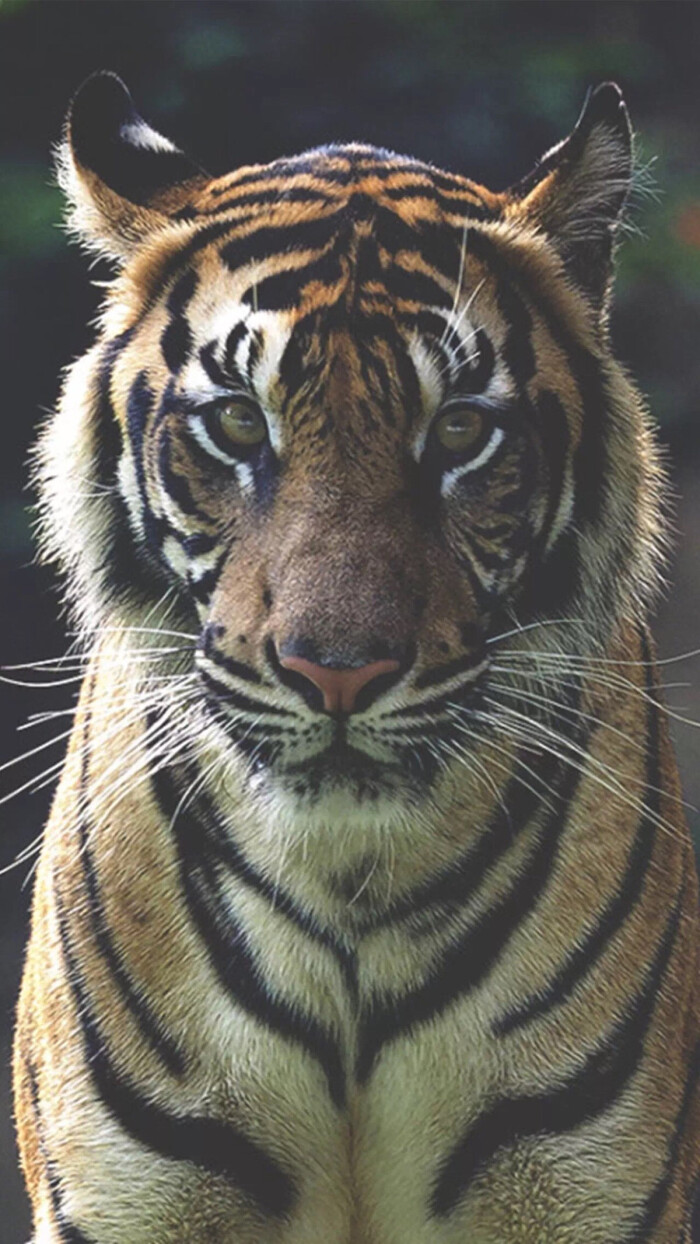 壁纸 老虎 tiger