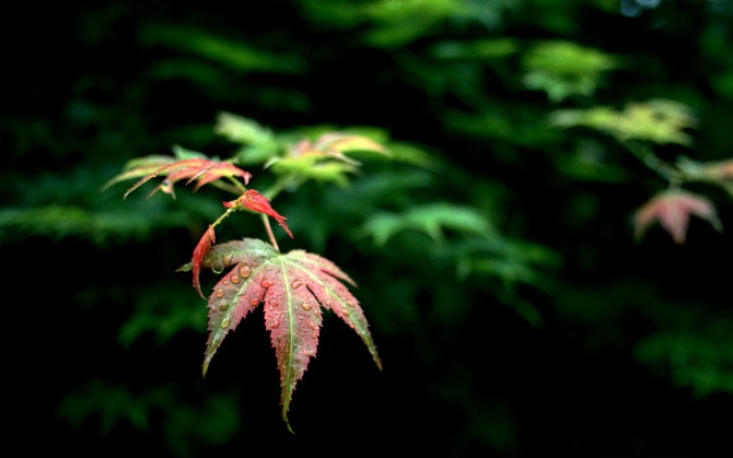 初秋唯美枫叶自然风景桌面壁纸