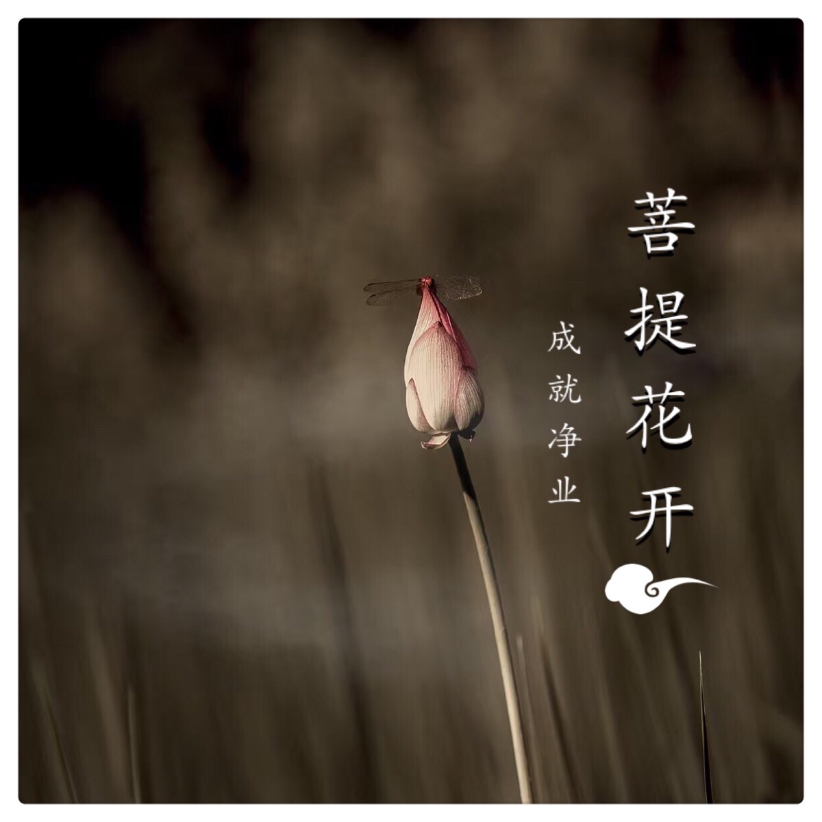【菩提花开】越是在修行的人,那些无始来的罪业越是会现形,幻成种种