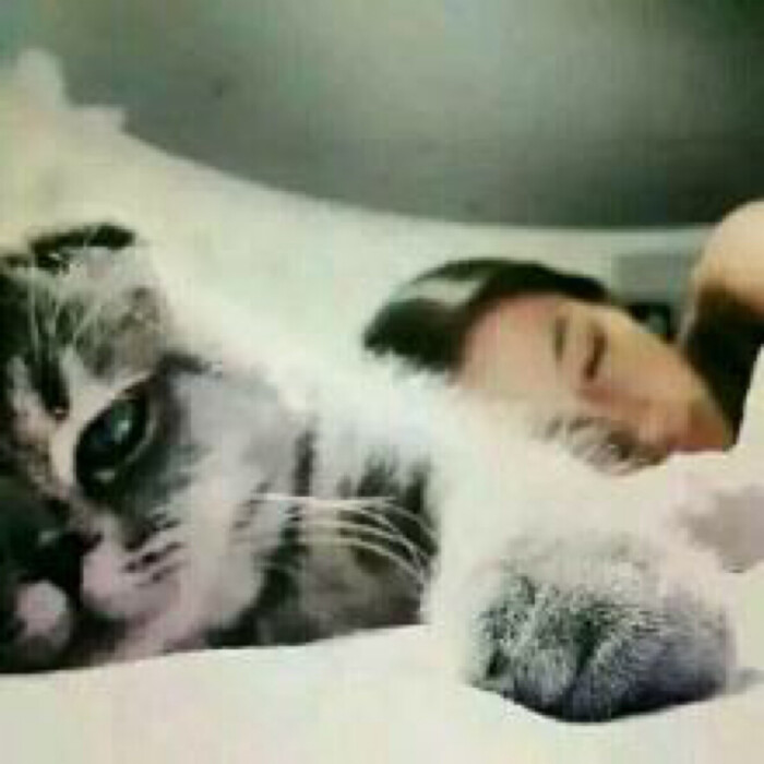 抱猫情头