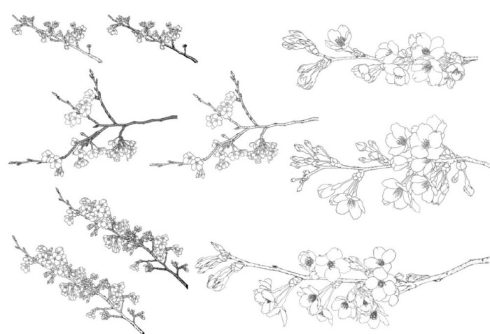 手绘藤蔓植物百合玫瑰樱花桃花花卉花环图案设计黑白手绘插画纹身图案