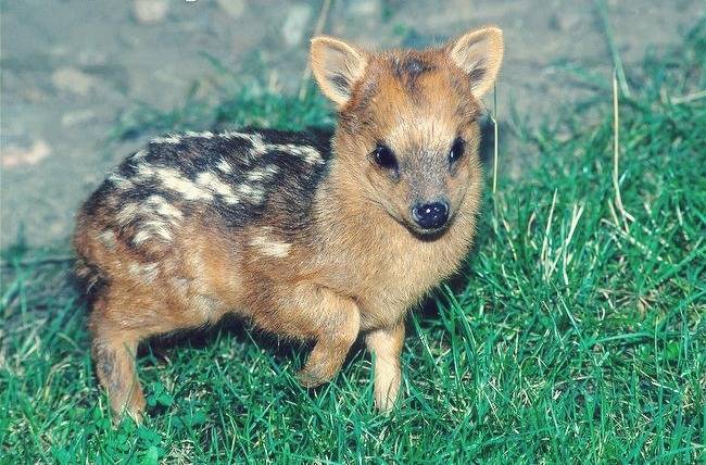 [cp]【pudú deer 世界上最小的鹿[可爱]】[/cp]