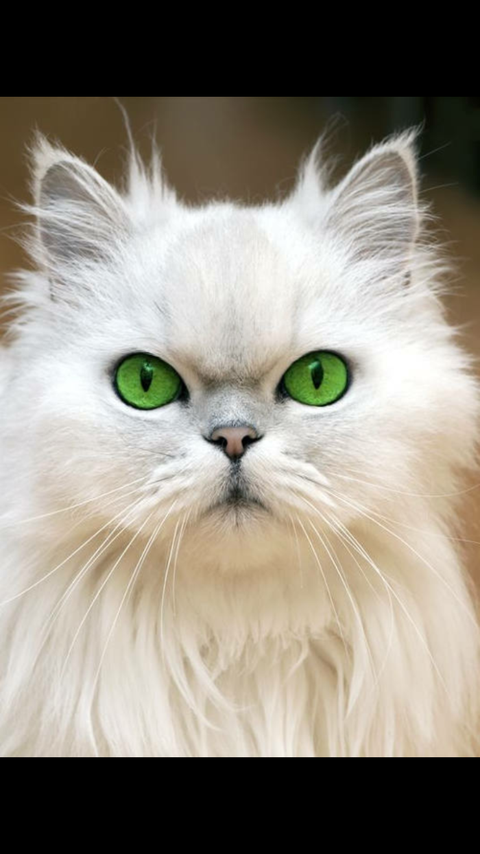 波斯猫的翡翠