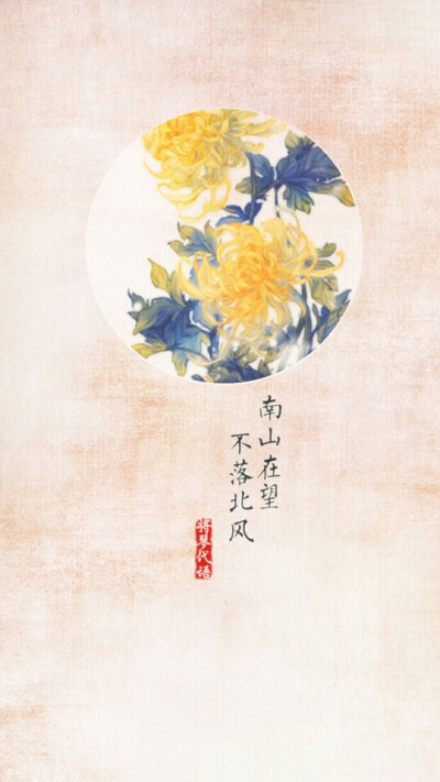菊花 壁纸 古风 将琴代语出品(花图素材非原创,侵删)
