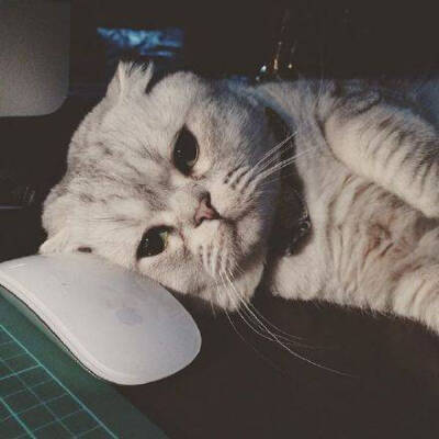 猫头像