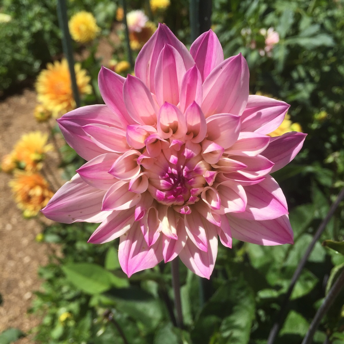 花花花 
