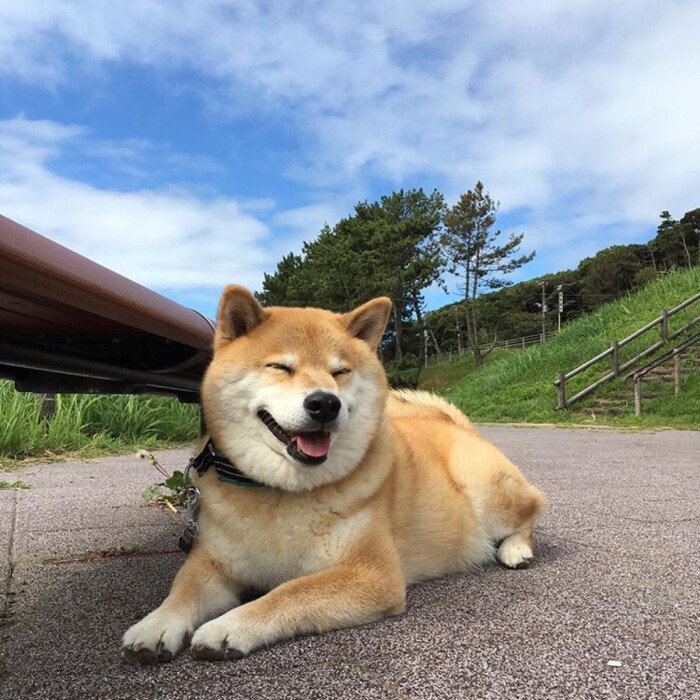 柴犬ins:marutaro