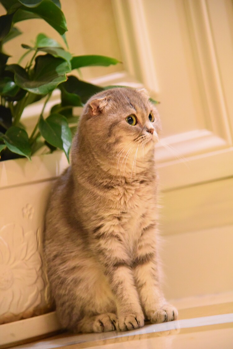 头像 萌宠 喵星人 汪星人 兔子 可爱 呆萌 搞怪 个性 猫咪 可爱 动物