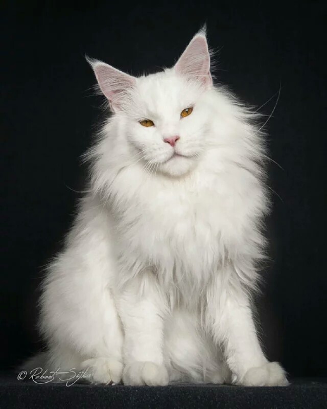 的最霸气的喵星人了摄影师 robert sijka 镜头下的缅因库恩猫(maine