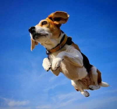 比格犬:这是自由的感觉,这是飞翔的感觉