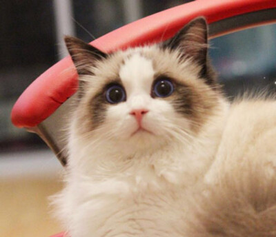 布偶猫,又称"布拉多尔猫",是一种杂交品种.