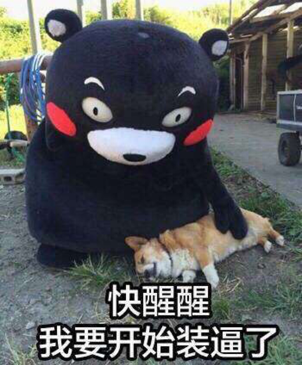 熊本熊 表情包