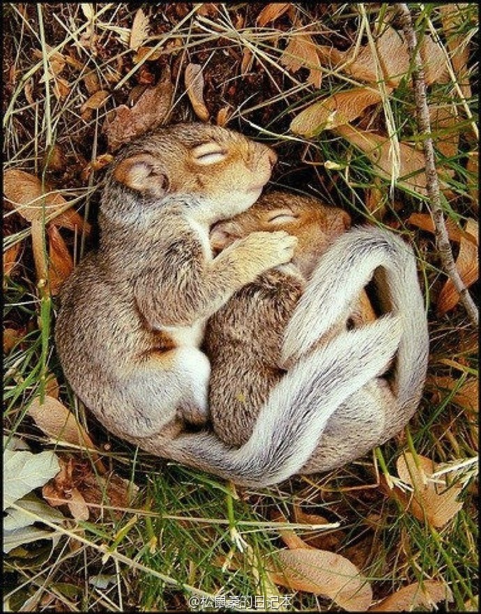 松鼠界的小伙伴们# 睡觉的松鼠宝宝来说晚安(073[▓▓]