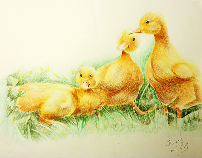 彩铅手绘,三只小黄鸭,《动物绘2》临摹