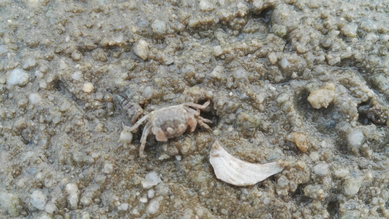 生活,旅行,南方,花儿,远行,美好,海边,假期,度假,北海,沙滩,银滩,螃蟹